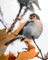 Fringilla coelebs madeirensis. Close-up of a colorful songbird perched on an autumn branch, surrounded by warm-toned fall leaves – detailed wildlife photography capturing nature’s seasonal charm