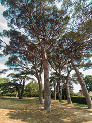 View from a distance of a parasol pine tree several meters high