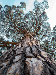 Bottom-up view of a stone pine several meters high