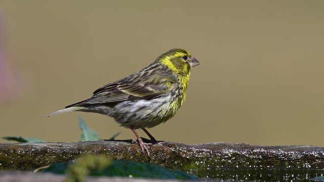 Close-up video of a bright yellow European serin (Serinus serinus) drinking water from a puddle on a hot day.