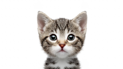 Cute tabby kitten with big eyes and soft fur, looking directly at camera, isolated on transparency background, evoking sense of innocence and curiosity