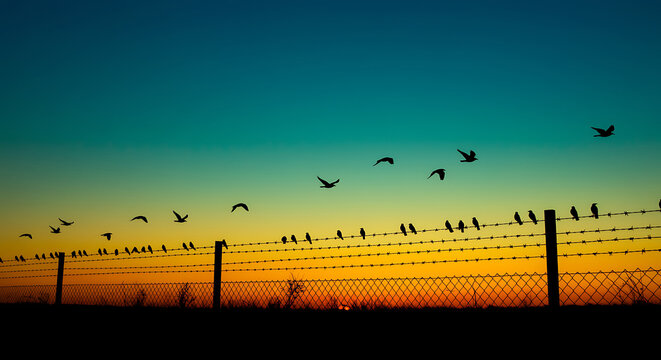 Birds Silhouetted on a Barbed Wire Fence at Sunset Time