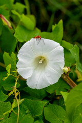 white flower