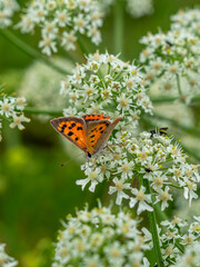 butterfly on flower