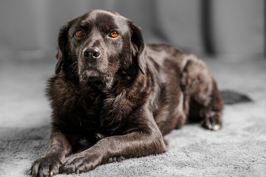 black labrador retriever