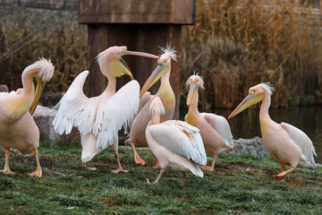 A group of pink pelicans emerged from the water onto dry land and are happily chatting.