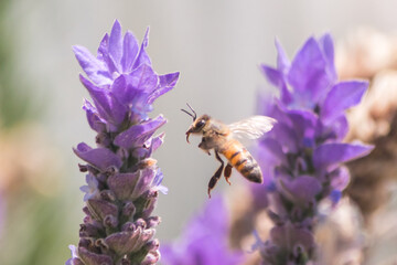 Honeybee flying toward lavender flower in natural light