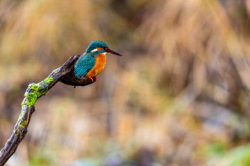 Eisvogel