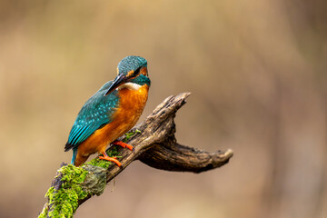 Eisvogel