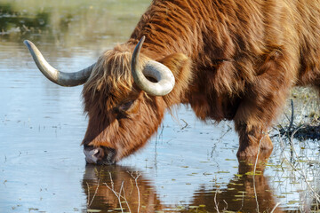 Scottish Highlander in the dunes