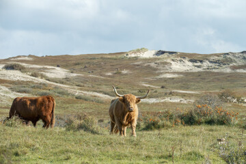 Scottish Highlander in the dunes