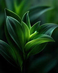 Obraz premium Monochrome forest green abstract wallpaper with smooth curved highlight and soft background