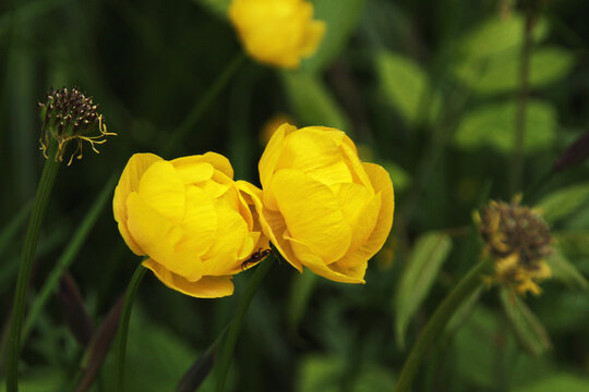 Two bright yellow globe-flowers in meadow