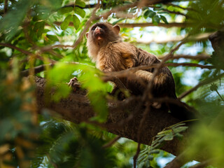 Capuchin monkey on a tree branch, bathed in light with a green background