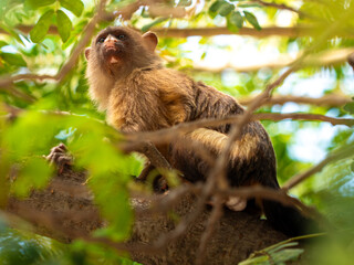 Capuchin monkey on a tree branch, bathed in light with a green background