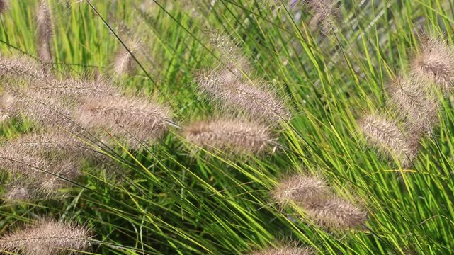 Lampenputzergras Fruchtst&auml;nde im Wind