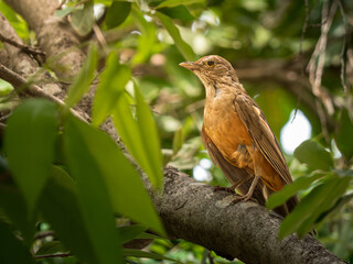 Rufous-bellied thrush among leaves on a tree branch