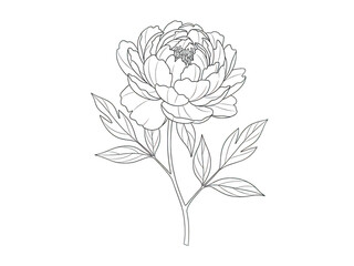 Elegant black and white line art drawing of a blooming peony flower with leaves and stem, isolated on transparent background for coloring or design
