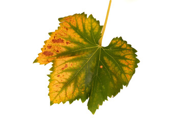 Single colorful autumn leaf with detailed veins, isolated on a white background