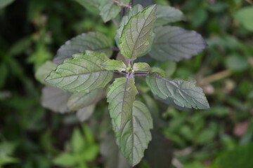 A twig of a purple Holy basil plant with fresh leaves
