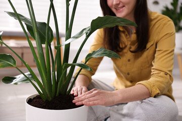 Woman transplanting houseplant into pot on floor at home, closeup
