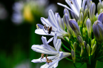 Close up of lilac flower with small insect