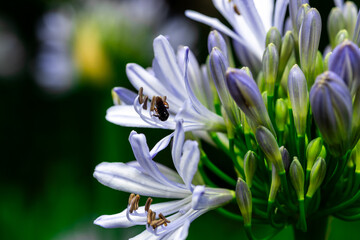 Close up of lilac flower with small insect