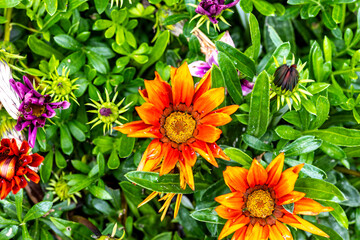 Close up of lilac flower with small insect