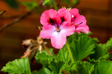Close up of lilac flower with small insect