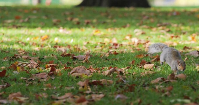 Squirrel jumping on the lawn full of autumn fallen leaves