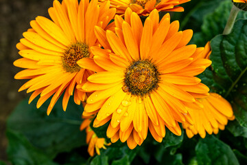 Close up of lilac flower with small insect