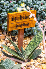 Close up of lilac flower with small insect