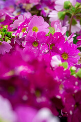Close up of lilac flower with small insect