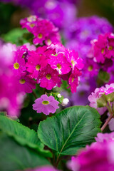 Close up of lilac flower with small insect