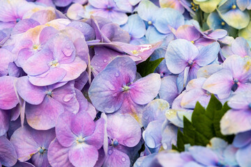 Close up of lilac flower with small insect