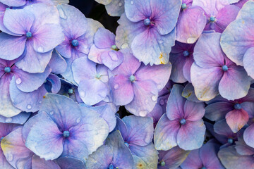 Close up of lilac flower with small insect