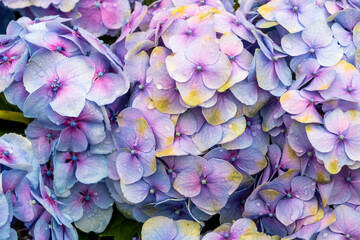 Close up of lilac flower with small insect
