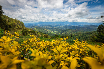 Close up of lilac flower with small insect