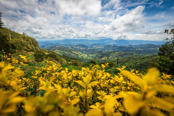 Close up of lilac flower with small insect
