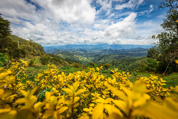 Close up of lilac flower with small insect
