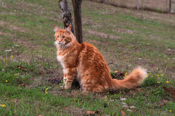Close-up of a long-haired ginger cat sitting in the grass © sissoupitch