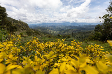 Close up of lilac flower with small insect