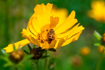 Close up of lilac flower with small insect