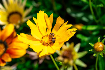 Close up of lilac flower with small insect