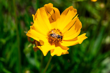 Close up of lilac flower with small insect