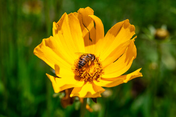 Close up of lilac flower with small insect