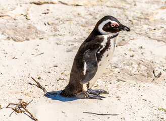Fototapeta premium A view of an African Penguin standing motionless on Boulders Beach, South Africa in springtime