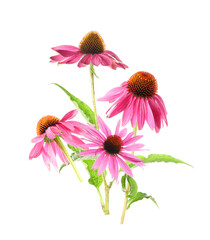 Echinacea flowers on white background. Medicinal plant