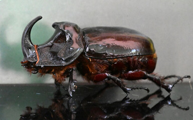 A bright and large rhinoceros beetle