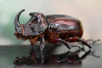 A bright and large rhinoceros beetle